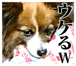 The dog which is malicious language sticker #13647844