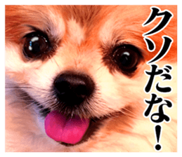 The dog which is malicious language sticker #13647846