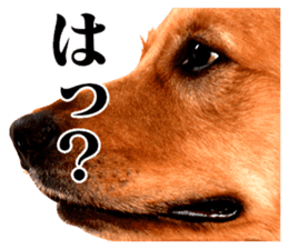 The dog which is malicious language sticker #13647848