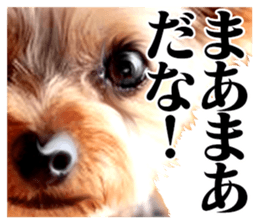 The dog which is malicious language sticker #13647849