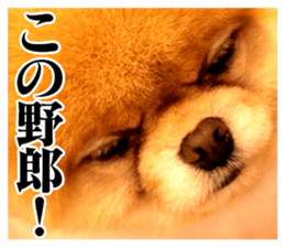 The dog which is malicious language sticker #13647850