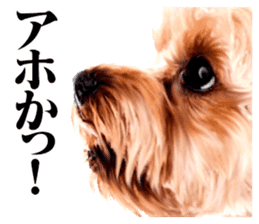 The dog which is malicious language sticker #13647854
