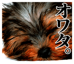 The dog which is malicious language sticker #13647855