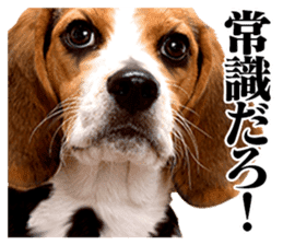 The dog which is malicious language sticker #13647857