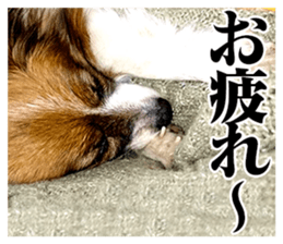 The dog which is malicious language sticker #13647859