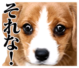 The dog which is malicious language sticker #13647861