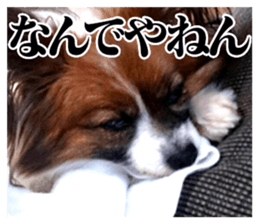 The dog which is malicious language sticker #13647862