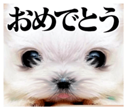 The dog which is malicious language sticker #13647864