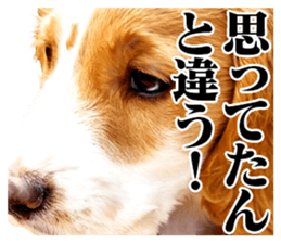 The dog which is malicious language sticker #13647866