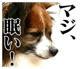 The dog which is malicious language sticker #13647867