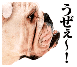The dog which is malicious language sticker #13647868