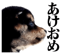 The dog which is malicious language sticker #13647871