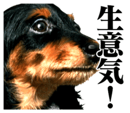 The dog which is malicious language sticker #13647872