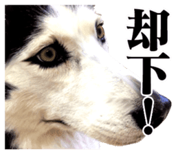 The dog which is malicious language sticker #13647874