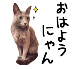 Sophia and Elvis sticker #13650166