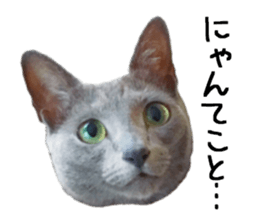 Sophia and Elvis sticker #13650169