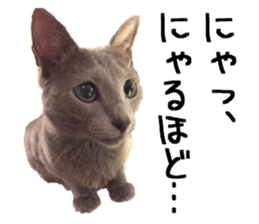 Sophia and Elvis sticker #13650170