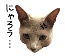 Sophia and Elvis sticker #13650172