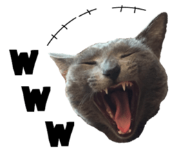 Sophia and Elvis sticker #13650176