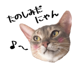 Sophia and Elvis sticker #13650185