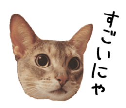 Sophia and Elvis sticker #13650194