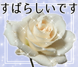 Rose Sticker sticker #13650847