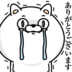 Every day honorific cat