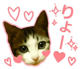 My cat OJYOU sticker #13655814