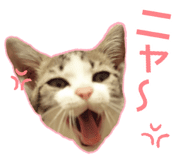 My cat OJYOU sticker #13655815
