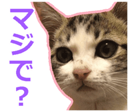 My cat OJYOU sticker #13655816