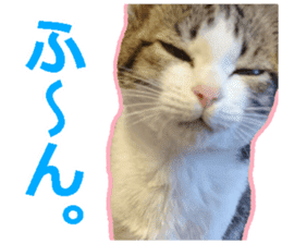 My cat OJYOU sticker #13655817