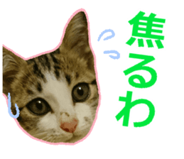 My cat OJYOU sticker #13655818