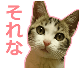 My cat OJYOU sticker #13655819