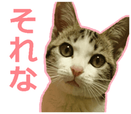 My cat OJYOU sticker #13655819