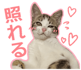 My cat OJYOU sticker #13655820