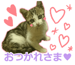 My cat OJYOU sticker #13655821