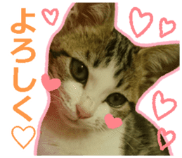 My cat OJYOU sticker #13655822