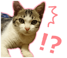 My cat OJYOU sticker #13655823