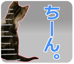 My cat OJYOU sticker #13655824