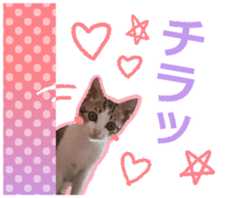 My cat OJYOU sticker #13655826
