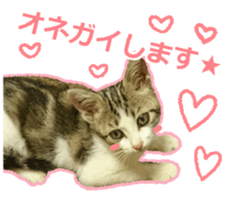 My cat OJYOU sticker #13655827
