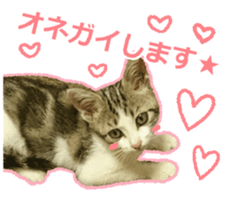 My cat OJYOU sticker #13655827