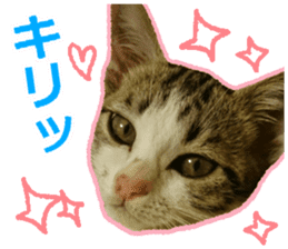 My cat OJYOU sticker #13655828