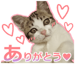 My cat OJYOU sticker #13655829