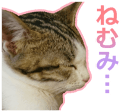 My cat OJYOU sticker #13655830