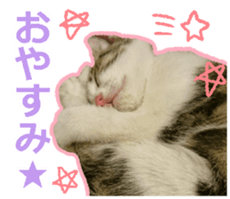 My cat OJYOU sticker #13655831