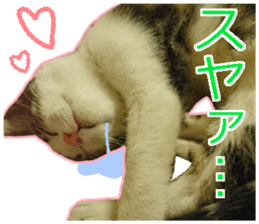 My cat OJYOU sticker #13655832
