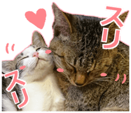 My cat OJYOU sticker #13655836