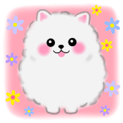 cute white Pomeranian