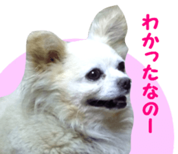 Round dog,PIPI sticker #13658350